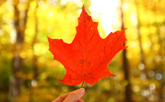 Canadian Roots Image maple leaf
